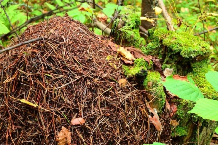 Добро пожаловать в муравьиный мегаполис! Здесь кипит жизнь!  