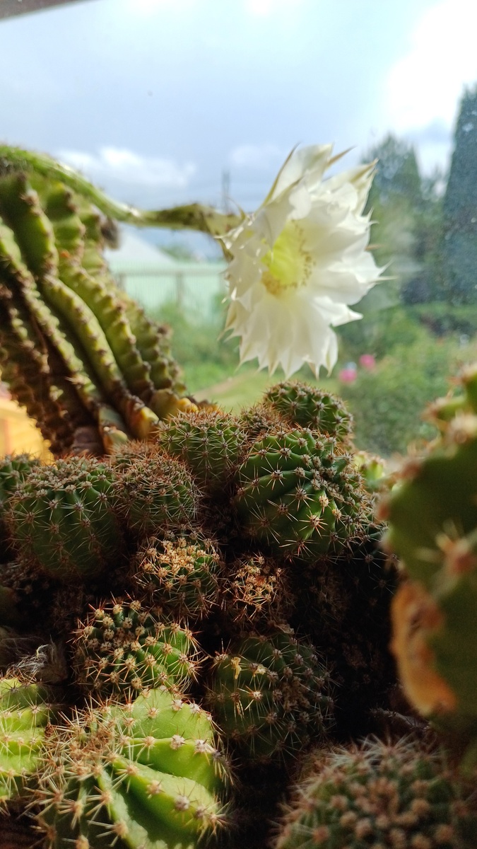 Автор - Татьяна Федотова