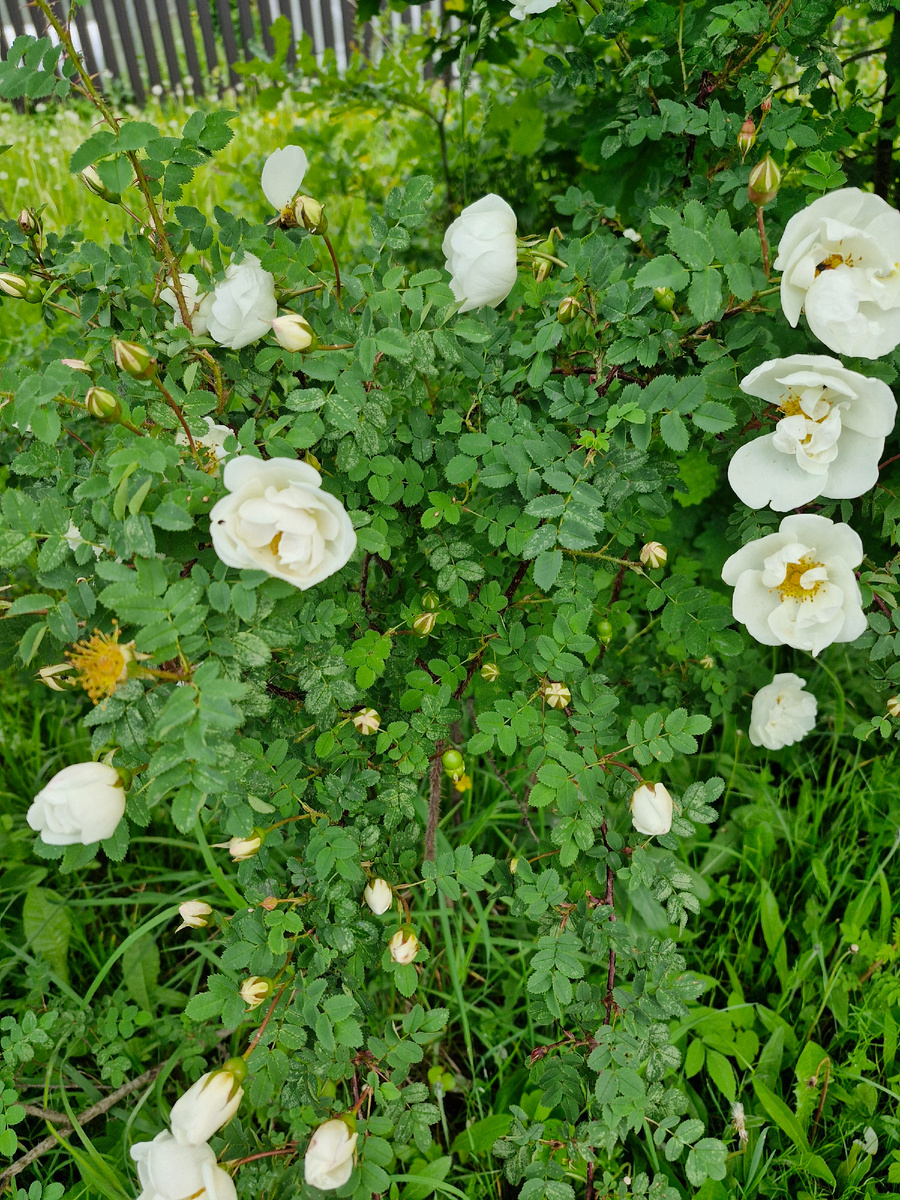 Белый шиповник