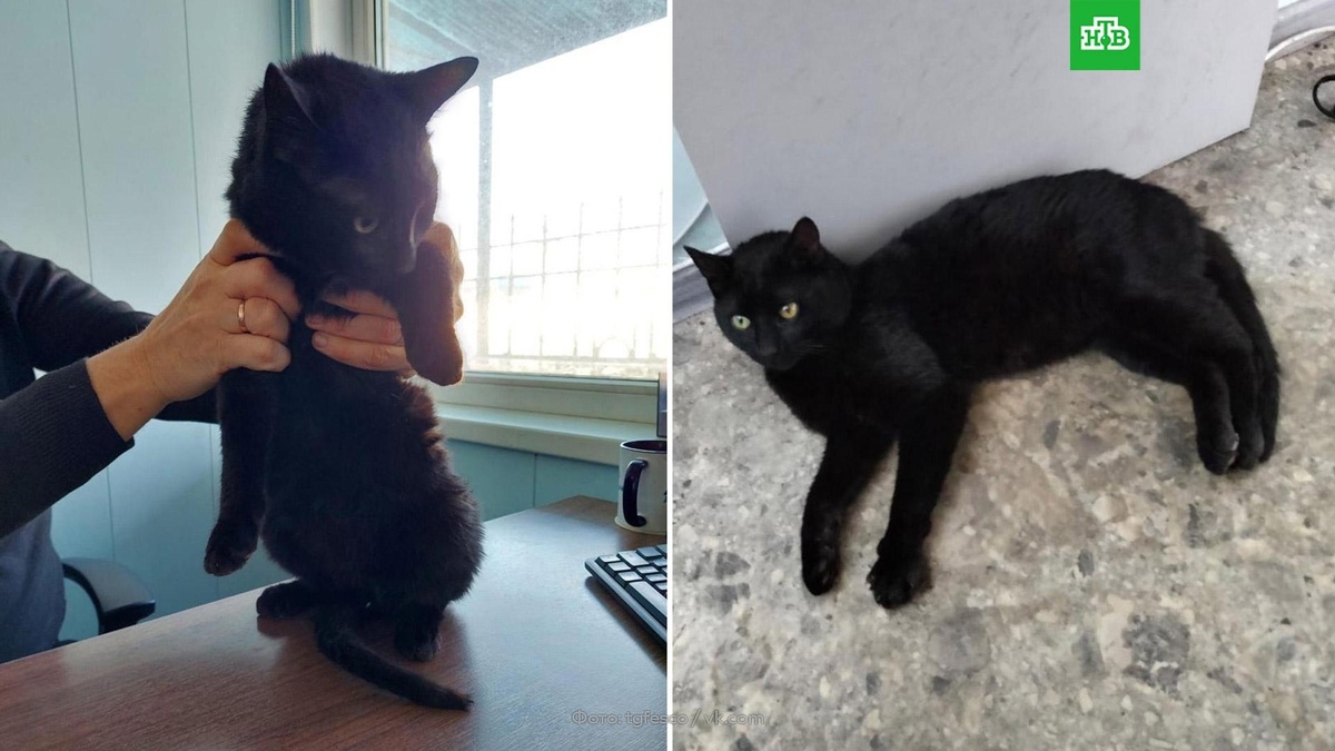      Кот-нелегал    приплыл из Стамбула в Новороссийск в грузовом контейнере