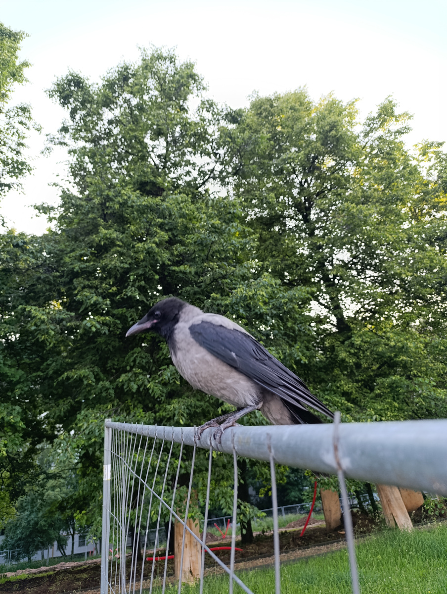 Мы пытались его подкормить, но он чурался протягиваемых вкусностей.