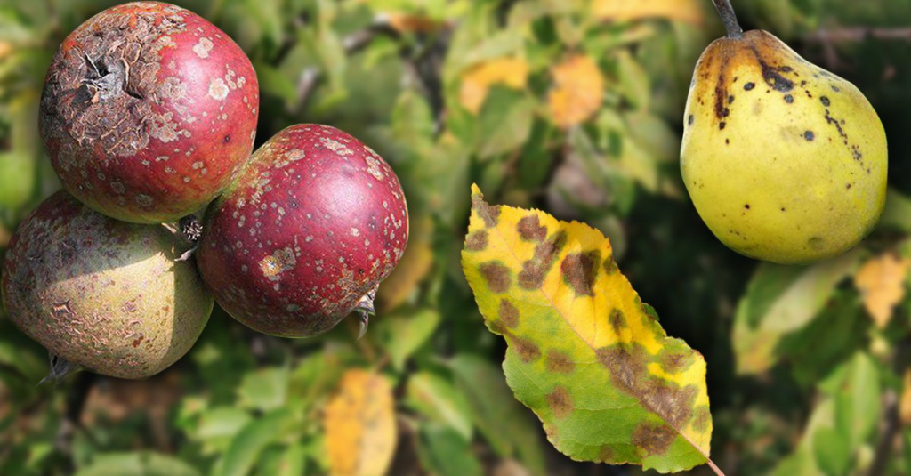Парша яблони и груши - обработки в июне