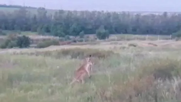    © Скриншот видео