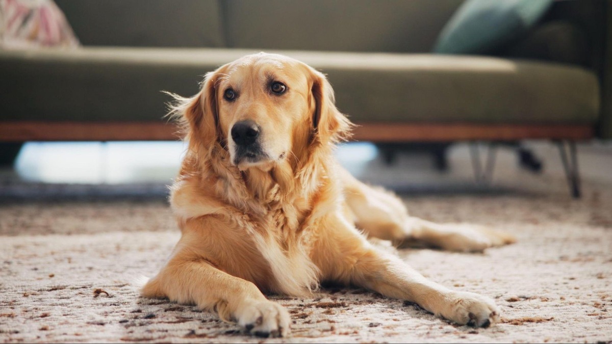    Собака лежит