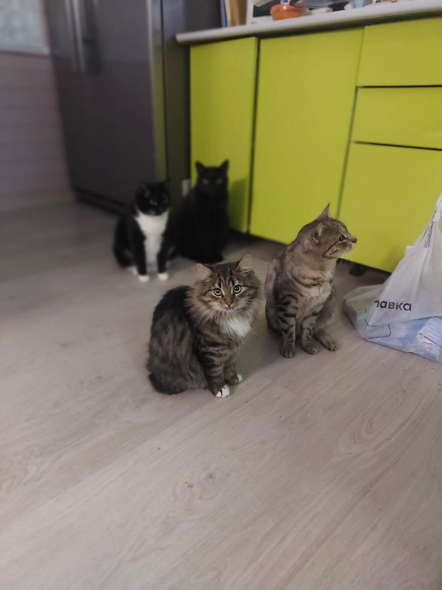 На первом плане Белка(слева), Кося(справа), на заднем плане Буся(слева) Миша(справа)