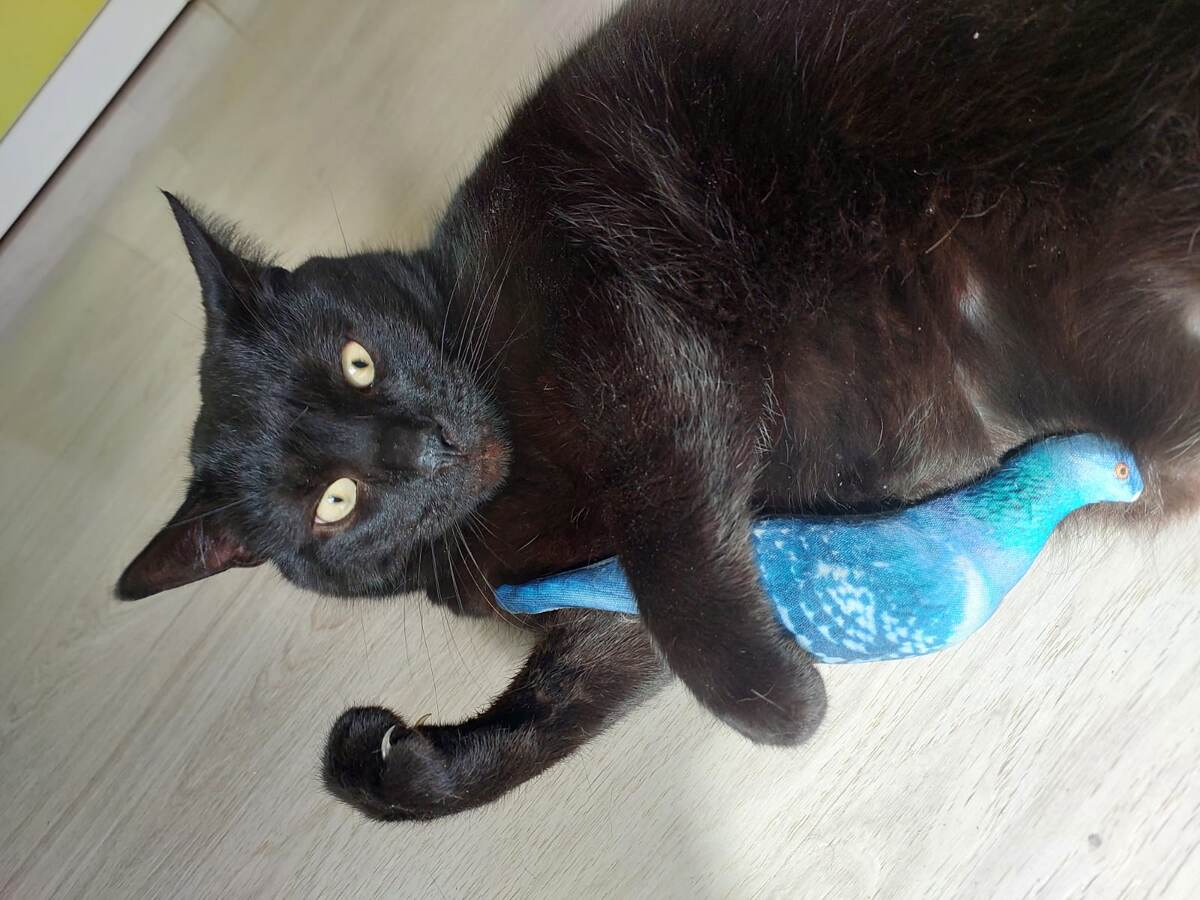 Миша играет с ненастоящим голубем