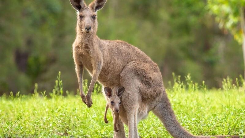    Фото: Karen Brough/Shutterstock/Fotodom