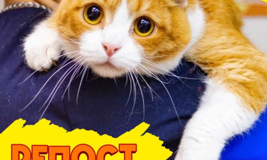 Ваш репост = счастливая жизнь для хвостика! Помогите найти дом!