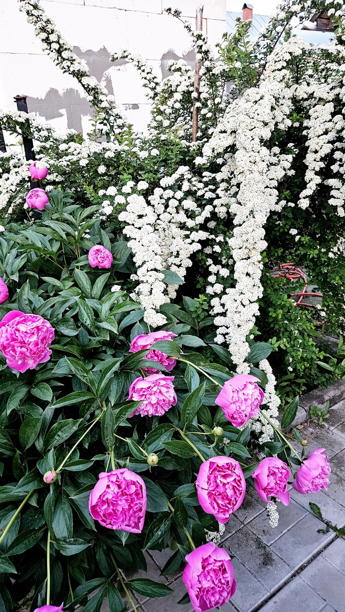 Пионы и спиреи, фото автора.