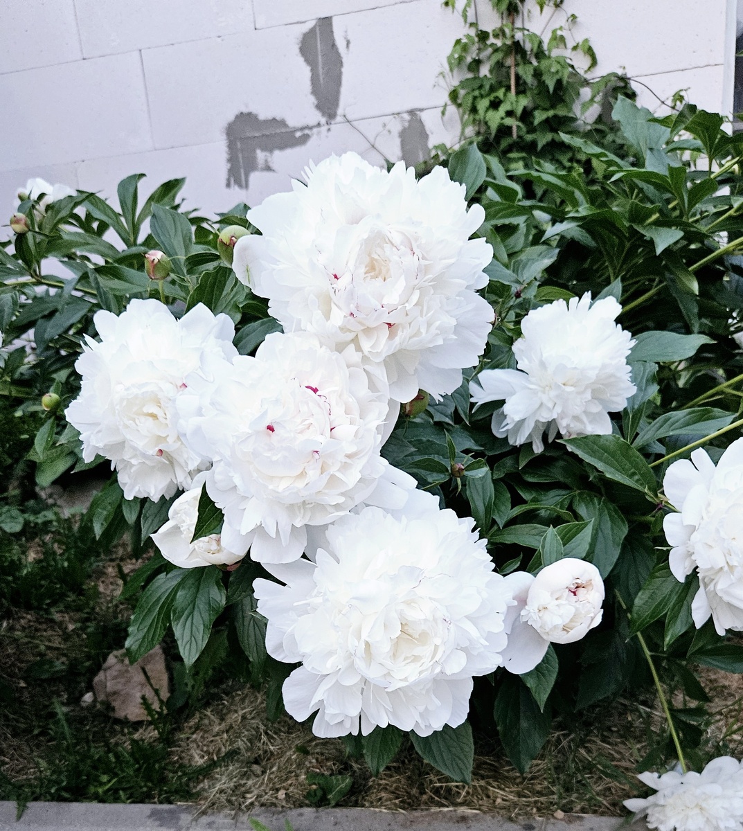 Белые пионы, фото автора