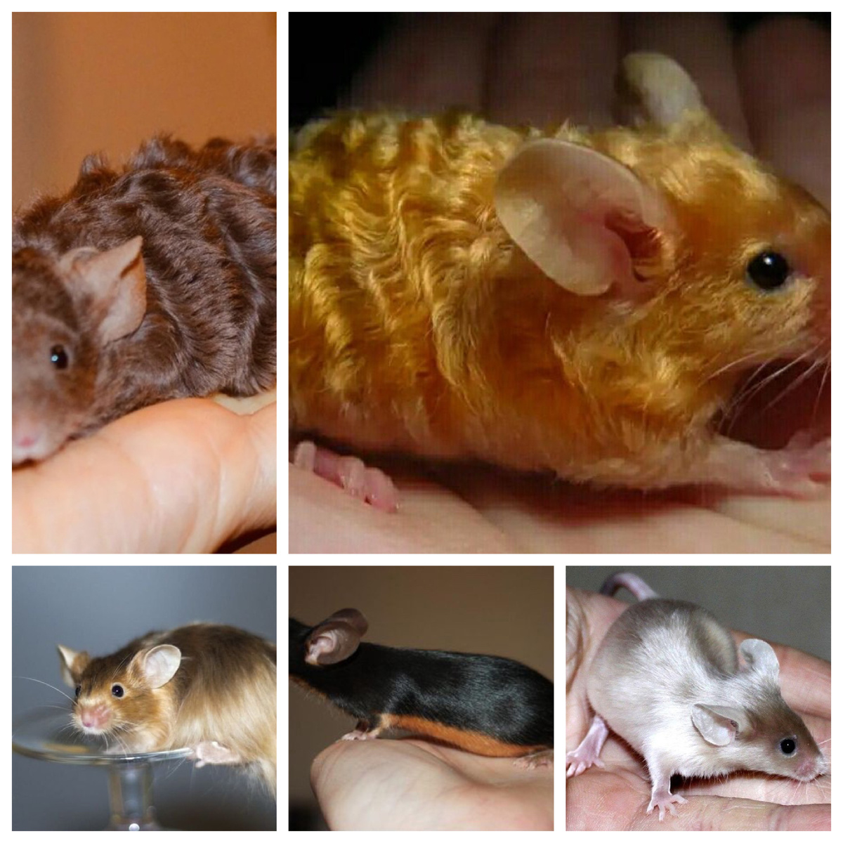 сатиновые мышки, астрексы, тексель, сатин