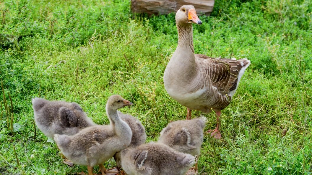    Ilya Galakhov/Globallookpress