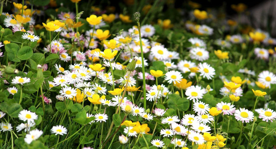 О значимости полевых цветов для экосистемы рассказал эксперт ЦОК АПК