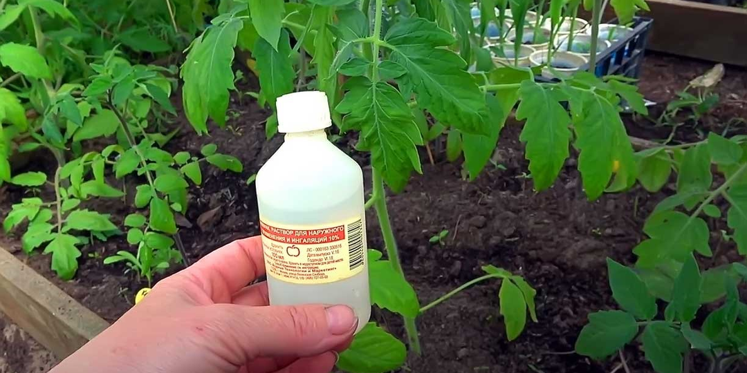 Нашатырный спирт как удобрение для помидоров: самый доступный способ увеличить урожай