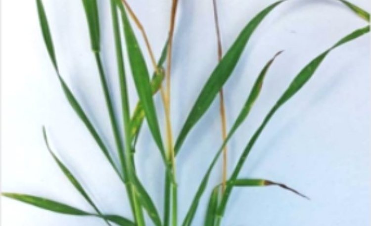    ЭПВ для ячменной шведской мухи