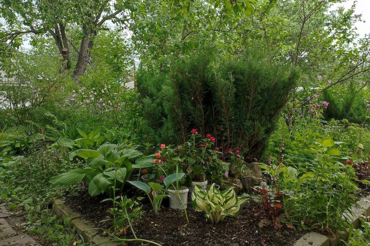 Тенистый сад в экостиле — кусочек старого парка на дачном участке. Источник: личный архив Анны Молчановой📷
