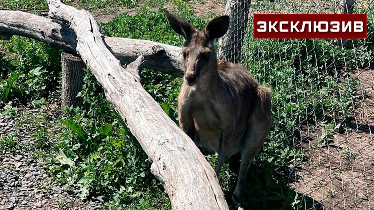     Автор: ТК «Звезда»