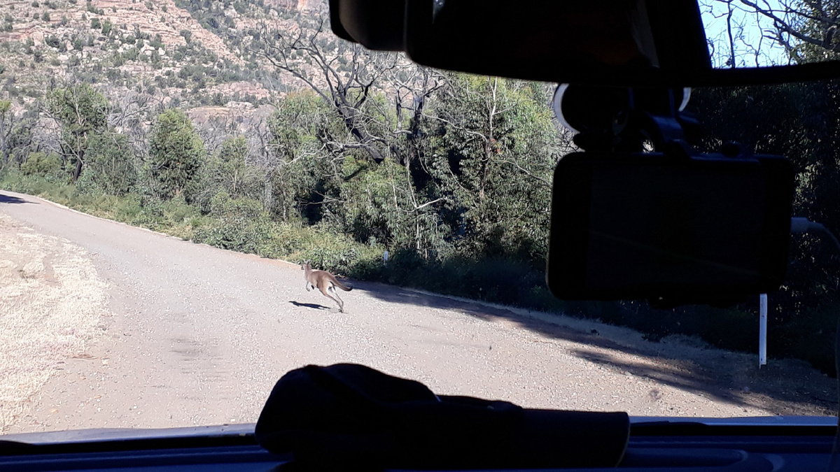 Кенгуру на дороге - это очень непредсказуемо и опасно!