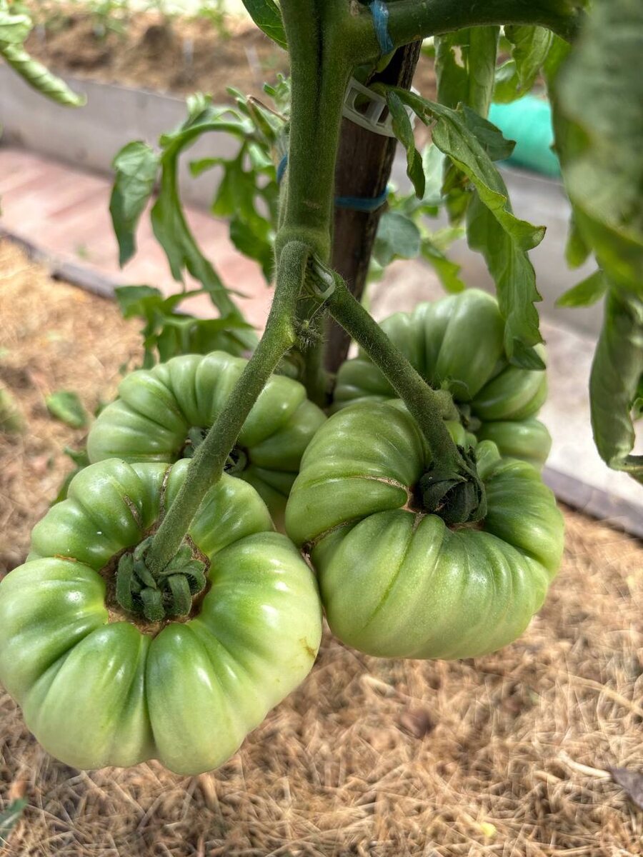 Томаты обещают быть крупноплодными, если судить по креплению к плодоножке