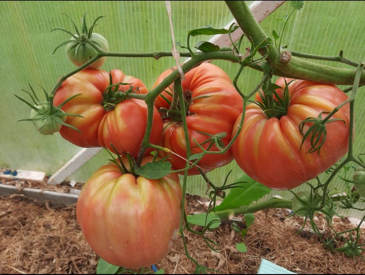 Томаты предыдущего года. Такая крупноплодность характерна для моих условий . Стебель формировала в наклон. 