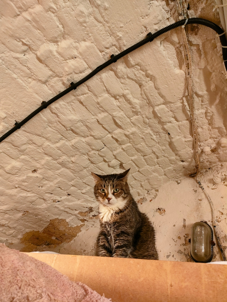 Эрмитажный котик в подвале Зимнего дворца. Источник: Архив автора 