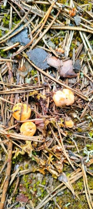 Лисички в Порхове
Фото: Сергей Цуркан