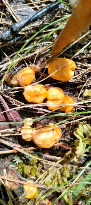 Лисички в Порхове
Фото: Сергей Цуркан