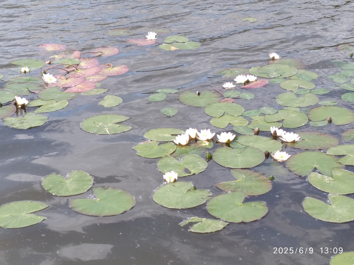 Эту красоту я фотографировала сама