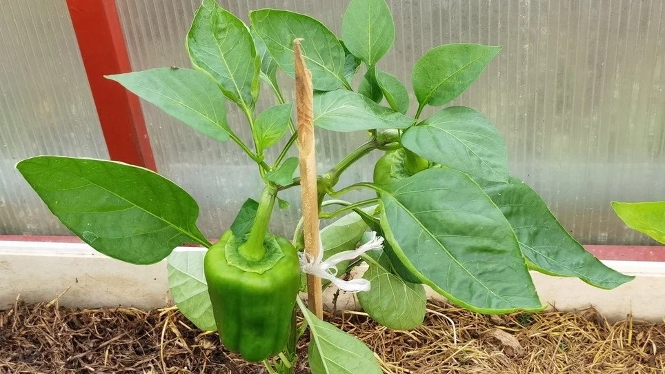 Точные дозировки работают даже в экстремальную жару