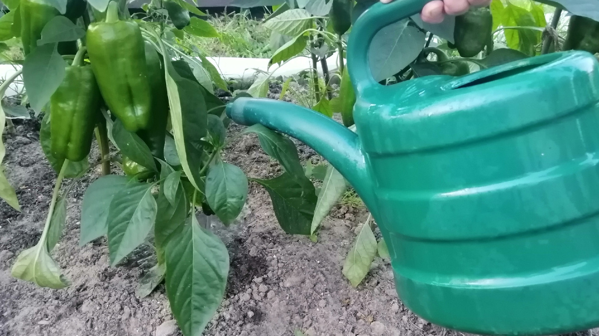 Подкормка перцев