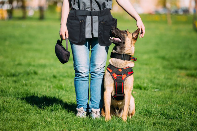 Основы дрессировки собак: с чего начать и как добиться успеха