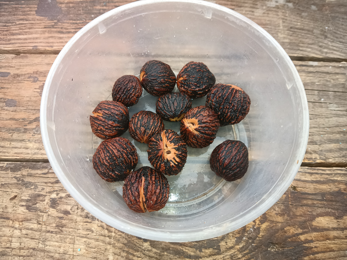 Скарификация черного ореха