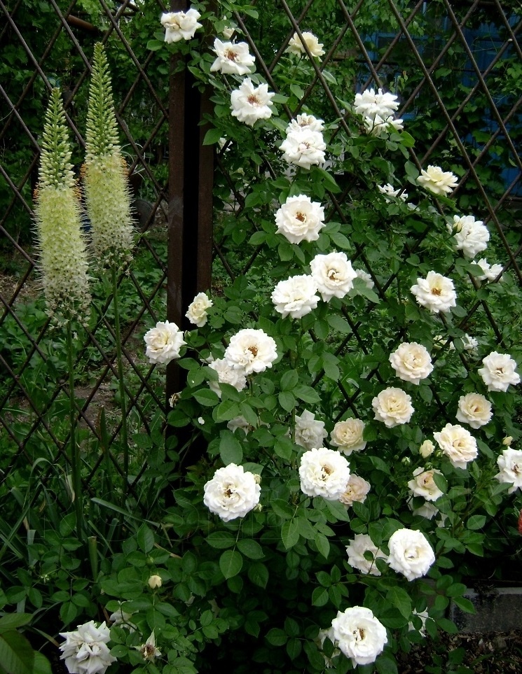 2013 год. Эремурус в компании с розой Old Gold.