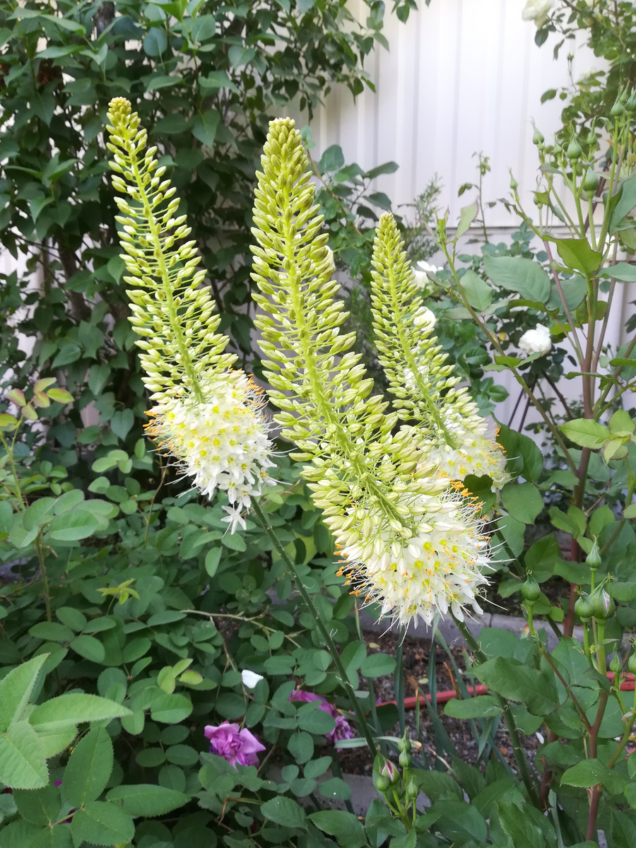  Eremurus bungei «Moonlight»