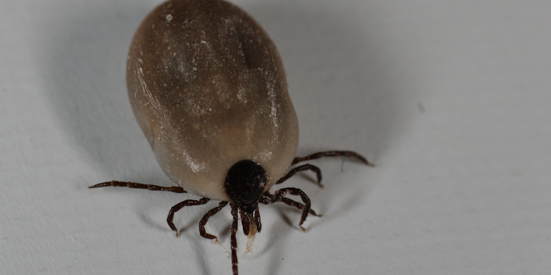 Врач Филева: боррелиоз после укуса клеща вызывает ломоту в теле