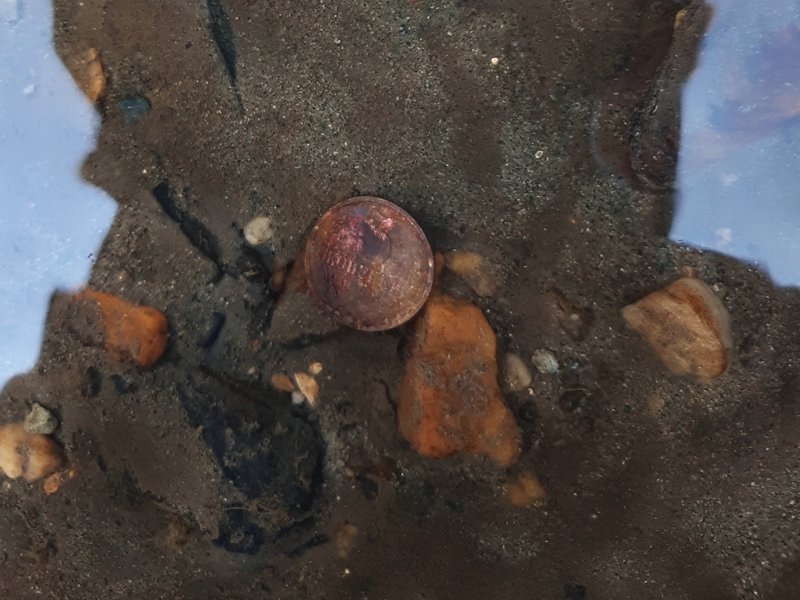 Первая находка - алтын позднесоветского чекана. Мало найти монетку в реке, надо еще умудриться потом ее поймать в бурном течении.