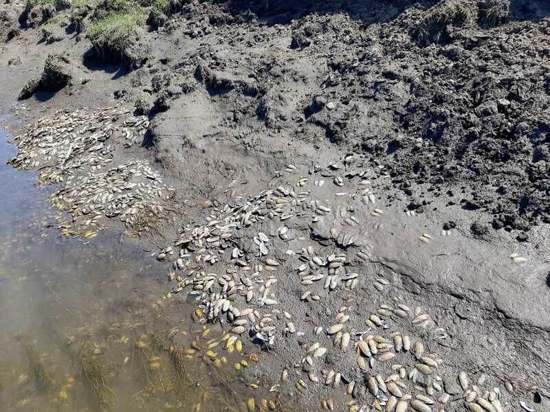 Пока обезумевшие лемминги прыгают в воду чтобы умереть, на Урале, обезумевшие моллюски стаями выбрасываются на берег с такой же целью.