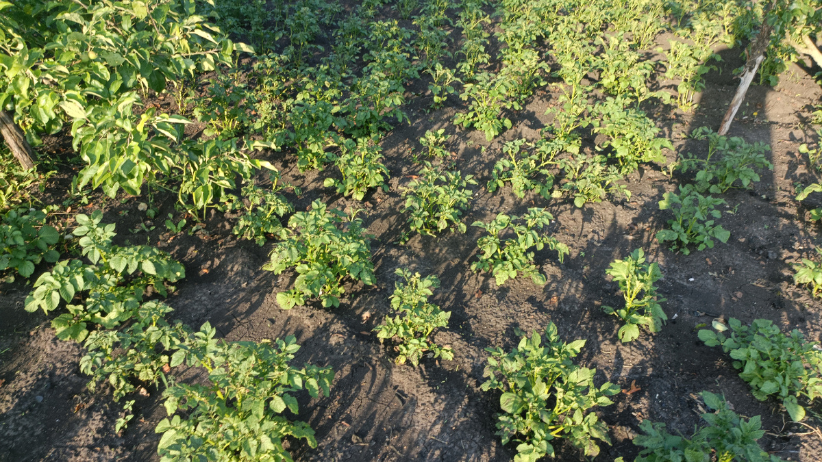 Картошку успела прополоть. Сильный ливень и град не дал окучить. 