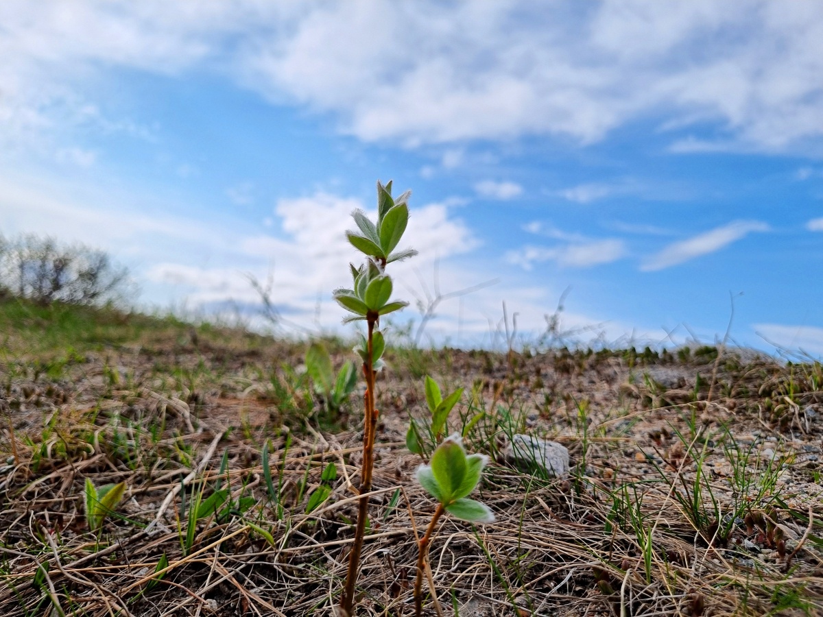 Парк Териберки