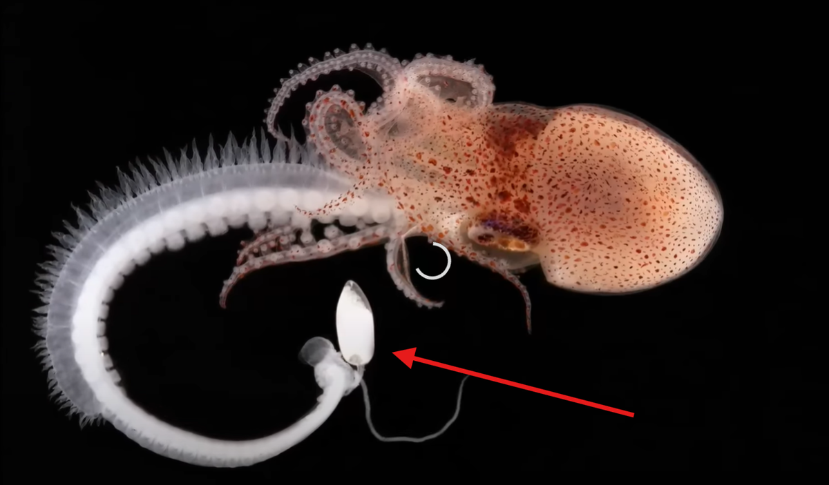 Вот это "угорь"