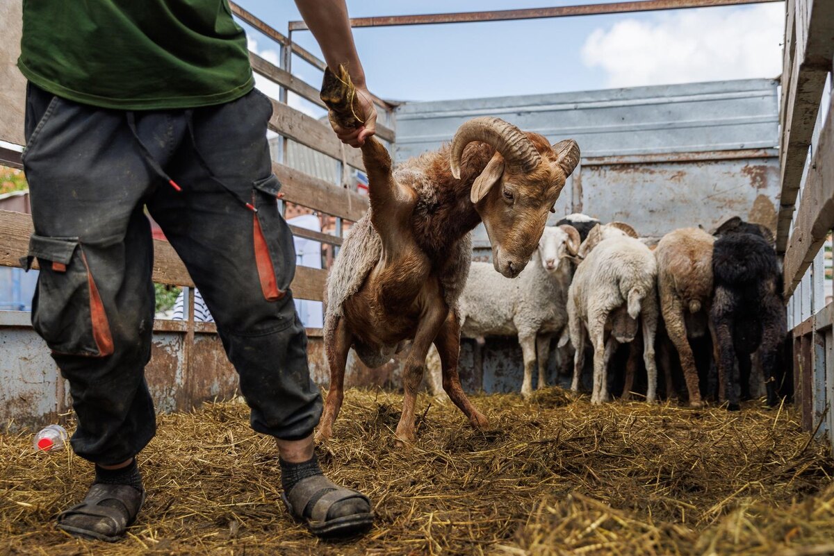 Я рубила кур, брав их за ноги и отрубая голову, опуская их в ведро держа за ноги пока не затихнет. Гусей и уток брала за клюв и после сталкивала в мешок. Кролика била палкой в затылок за ушами. Помню застрелила свинью. Но никогда у меня не было воодушевления. И я никогда не делалда это публично. Я знаю, что животное рожденное для нас, должно умереть. Но мне всегда было жаль их. 