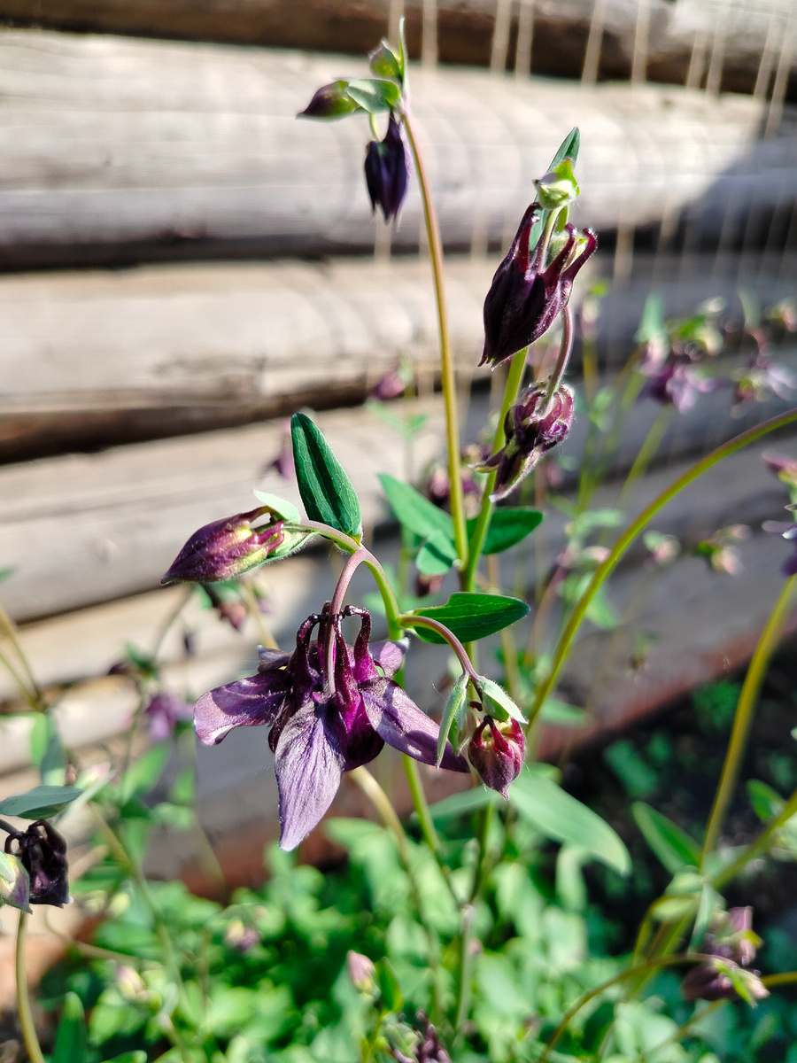 Цветочек просто так для настроения.