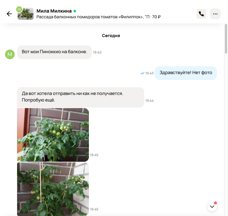 Помидорные растения классные