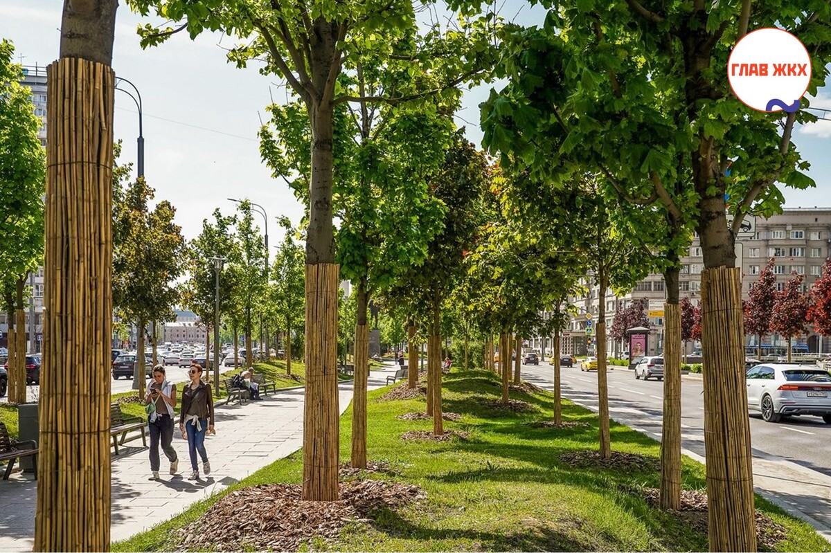 Озеленение у транспортных объектов: в Москве высадят более 1,5 тысячи деревьев
