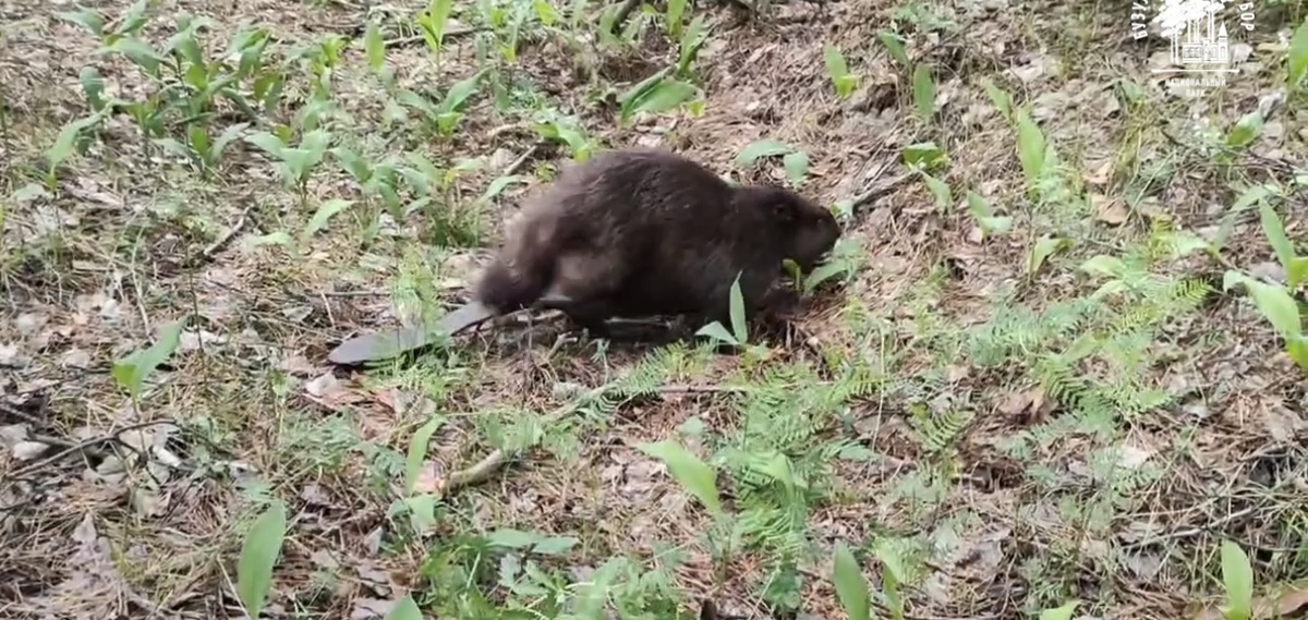    Бобр не турбо: В Бузулукском бору заметили бобра, неторопливо передвигающегося по суше