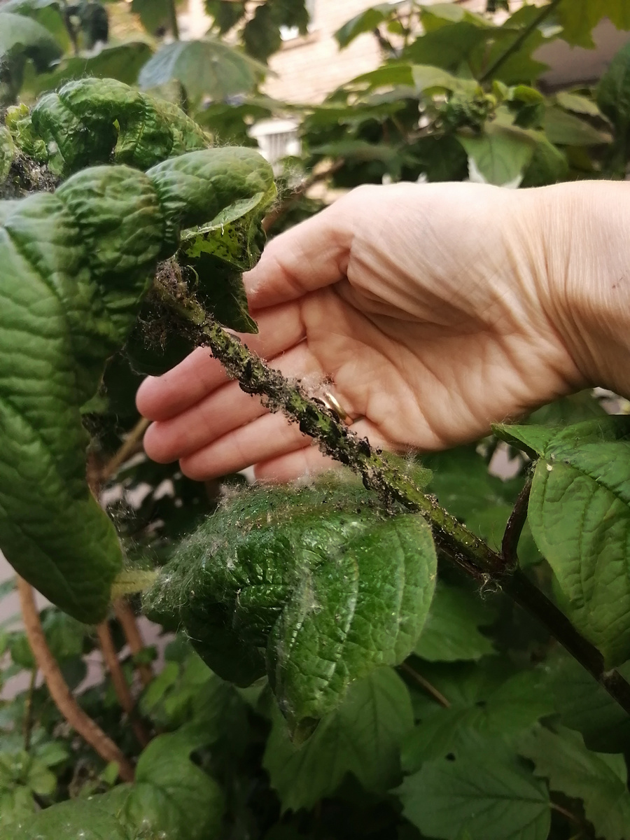 Ничего не замечаете? Кроме тополиного пуха? Тля почти пропала, но появился кое-кто ещё!