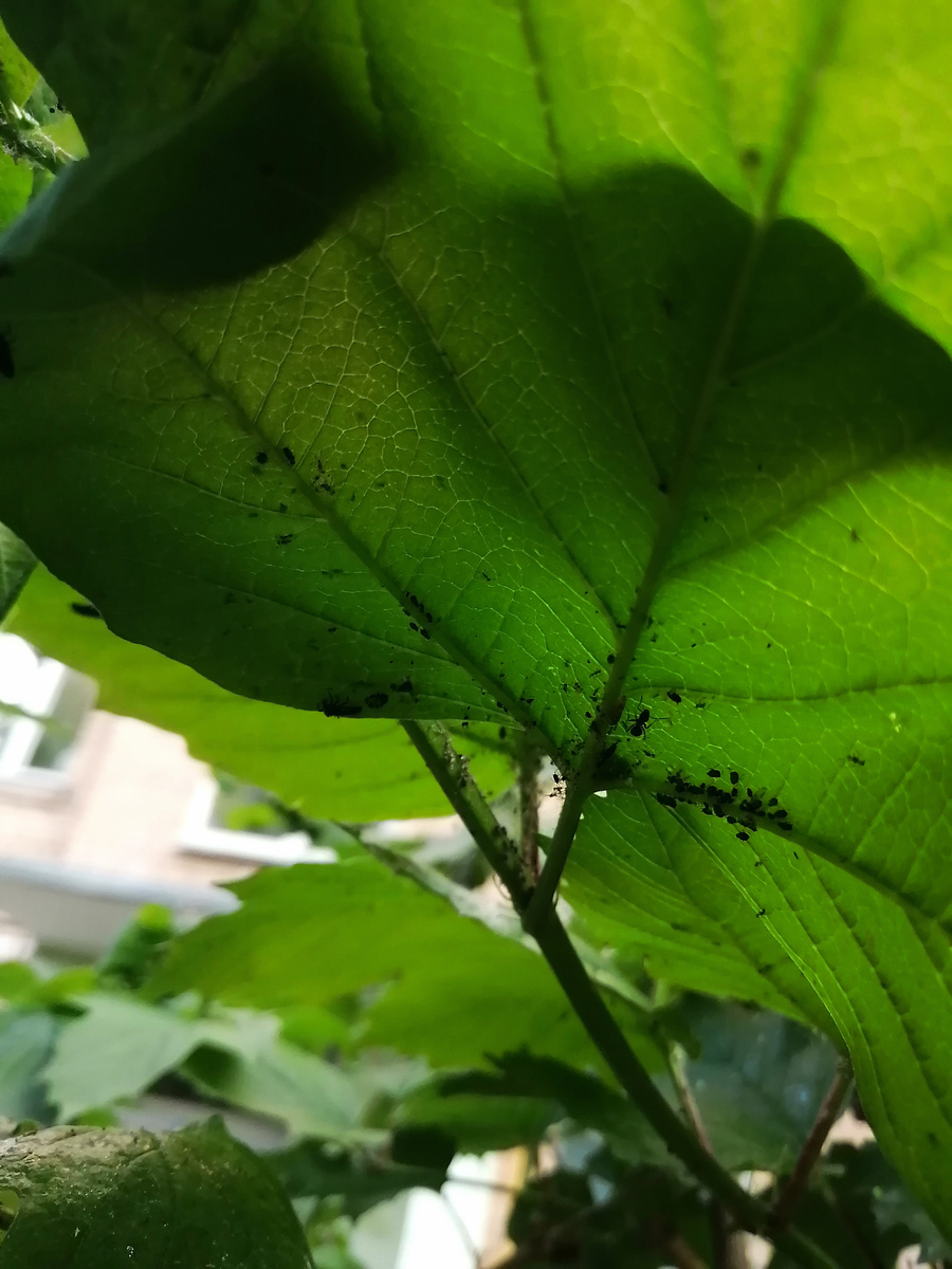 Проблема на калине