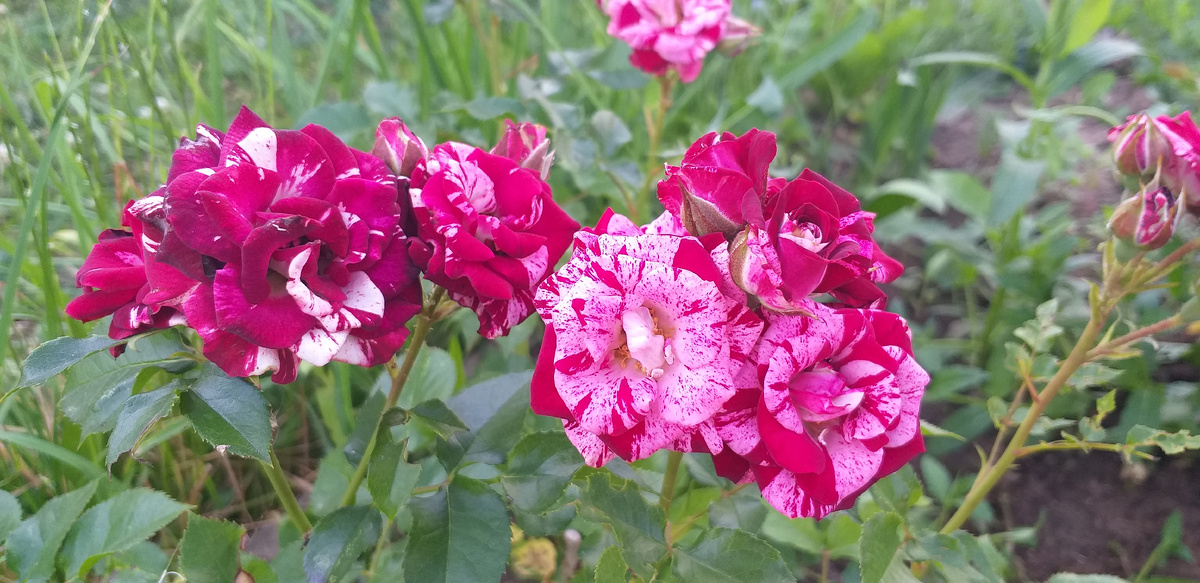 Мои красавицы розы