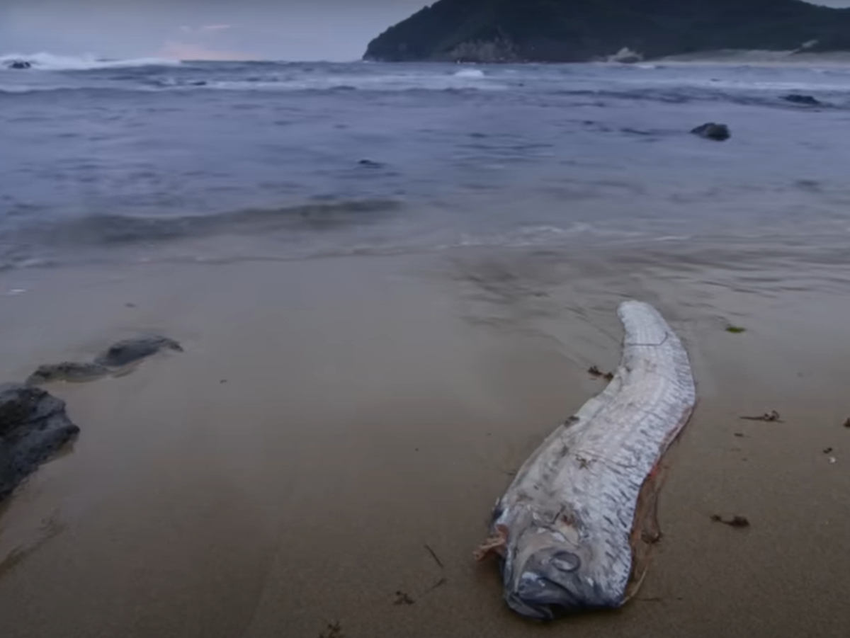 Фото: Best Documentary / YouTube