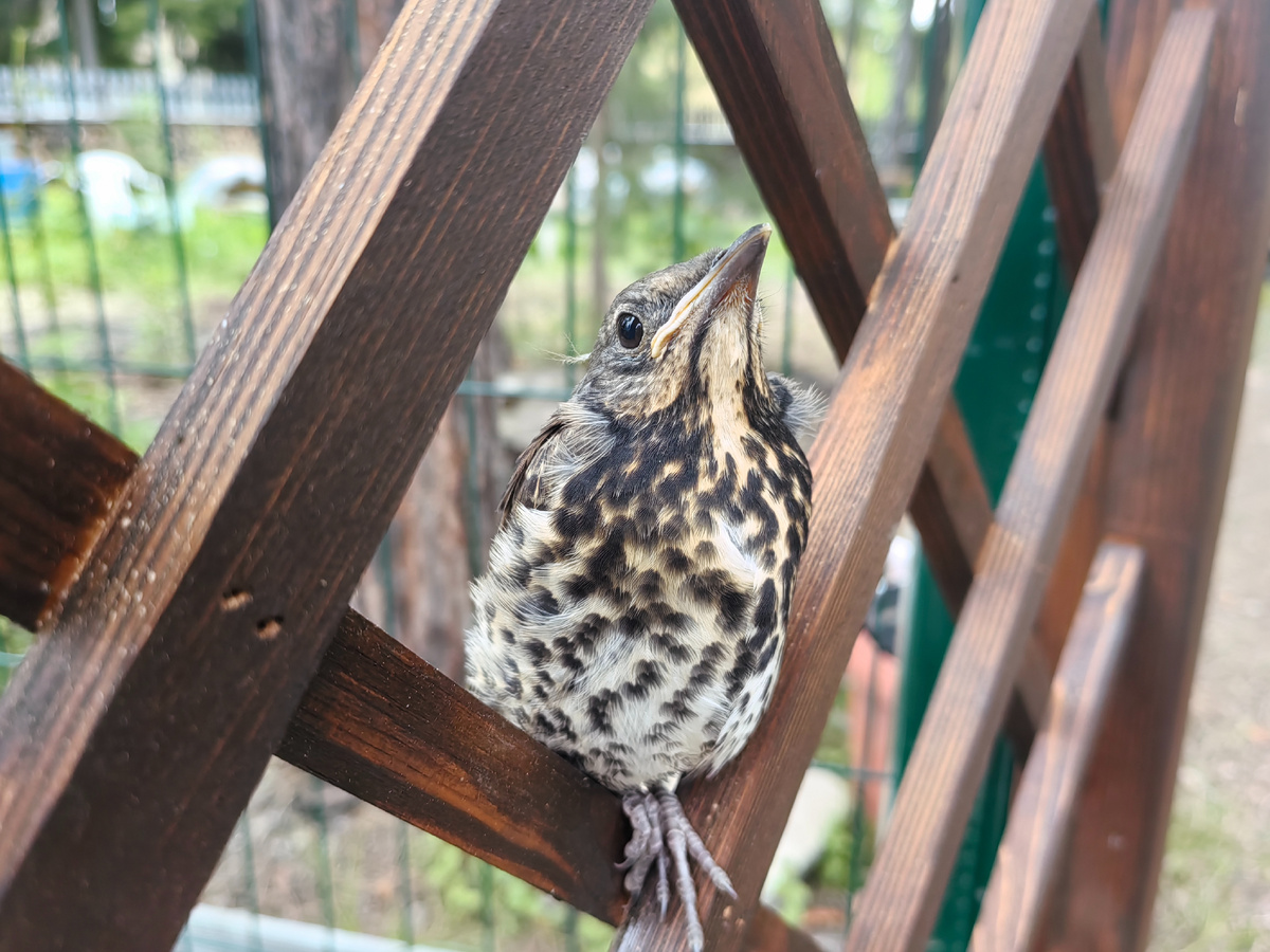 Прикинулся шлангом. 